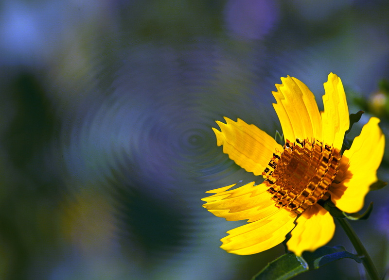 in bloom, Water  Ripple, 5K, Salem  Oregon, Slough, Summer  Time, Wild  Honey, summer, outdoors, Macro, Wild Honey, Reflection, Yellow, Willamette, plant