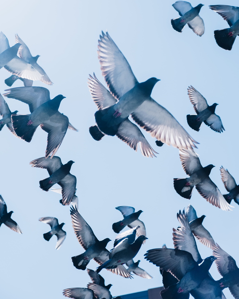 sky, gray, animal, fly, no people, group, wildlife, 4K, new york, pigeons, group of animals, street photography, animals in the wild, large group of animals