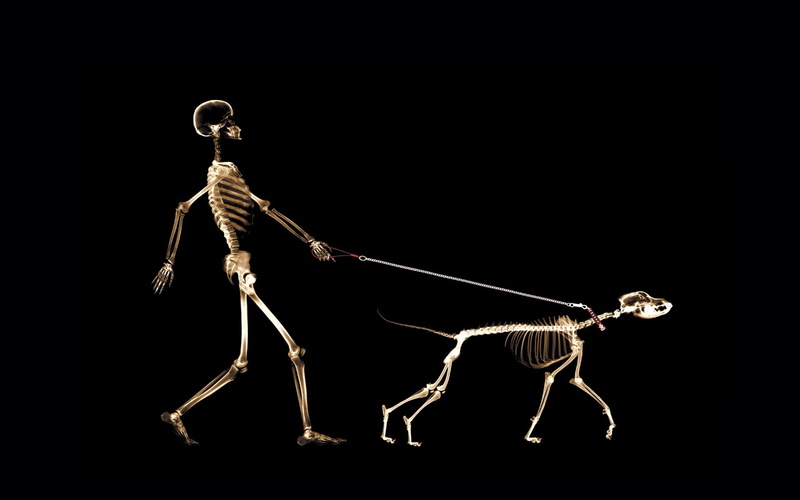 walking, skeletons, background, 2K, black, scarry