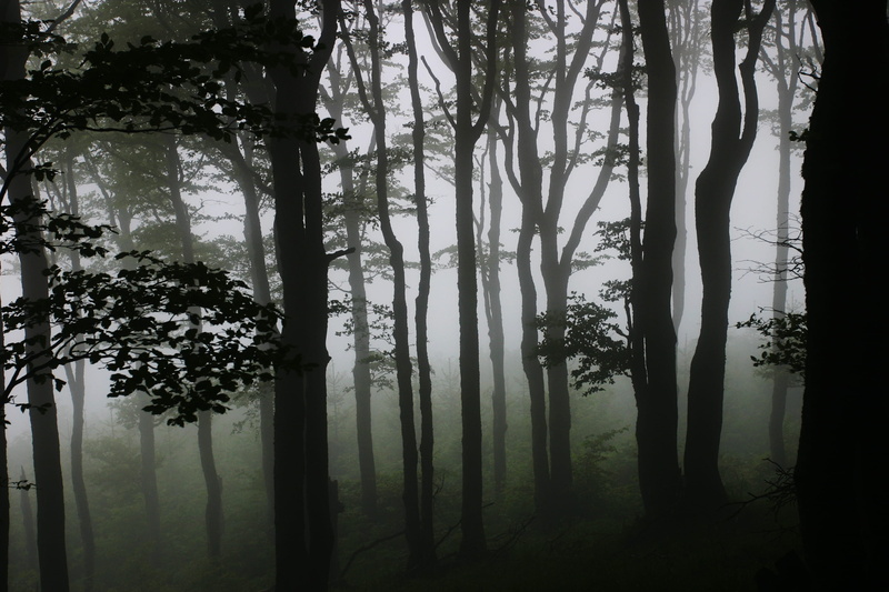 tranquility, environment, land, scenics - nature, mist, fog, hazy, fogs, 2K, growth, day, gloomy, non-urban scene, covered, woodland, haze, misty, darkness