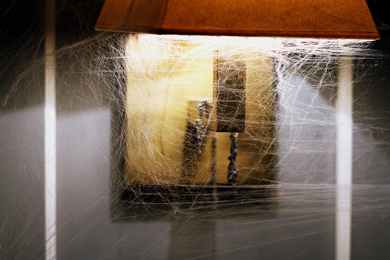 nature, pattern, 5K, wood - material, focus on foreground, united kingdom, abandoned, spider web, day, animal, lightbulb, close-up, fragility, lamp, thread