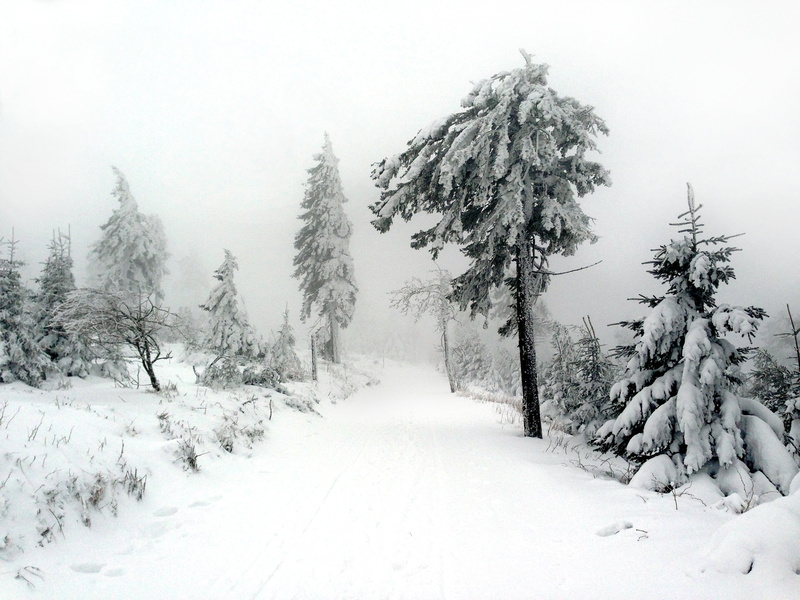 snow, firs, wanderer, tree, frost, evergreen tree, no people, scenics, woodland, winter, conifer, wintry, sky, frozen, weather, beauty in nature, outdoors