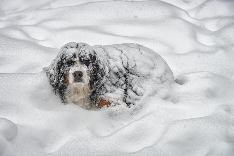 season, no People, relaxation, water, 1080P, looking, cold temperature, domestic, animal wildlife, adult, winter, tricolor, snowing, pets, mountain, purebred Dog
