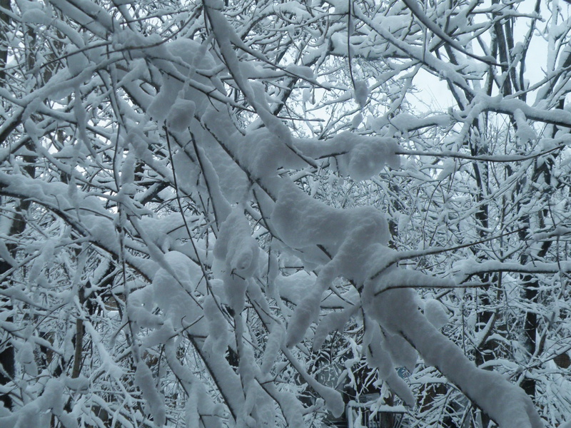snow, snowstorm, magical, 3d and abstract, branches, snowy, trees, winter, matrix, 2K, blizzard, arms