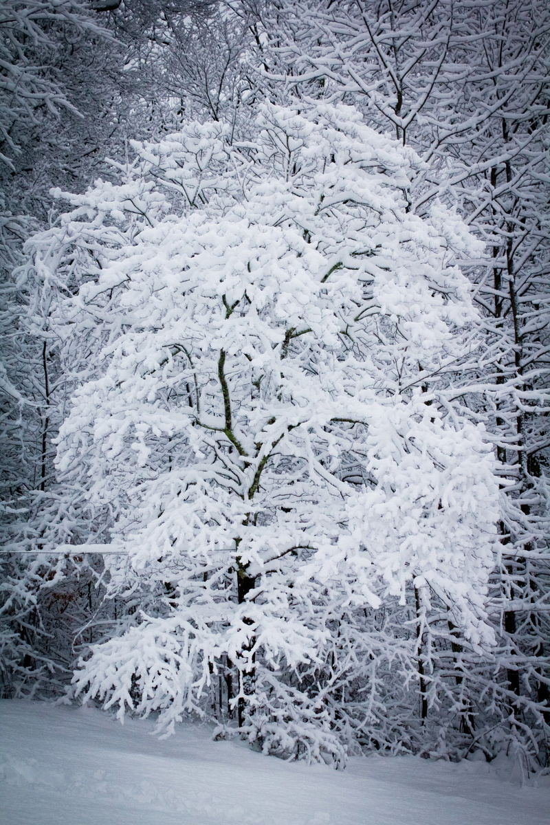 day, beauty in nature, snowy, outdoors, ice, snow, nature, cold temperature, environment, white, snowstorm, extreme weather, blizzard, branch, 5K, land
