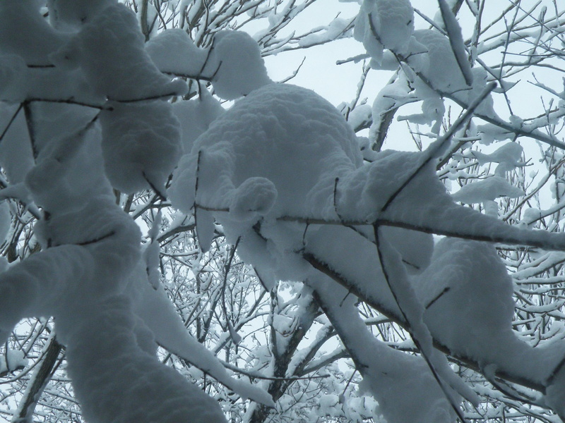 winter, branch, snow, snowstorm, 3d and abstract, 2K, branches, blizzard, weightofwinter, experiences, trees, tree