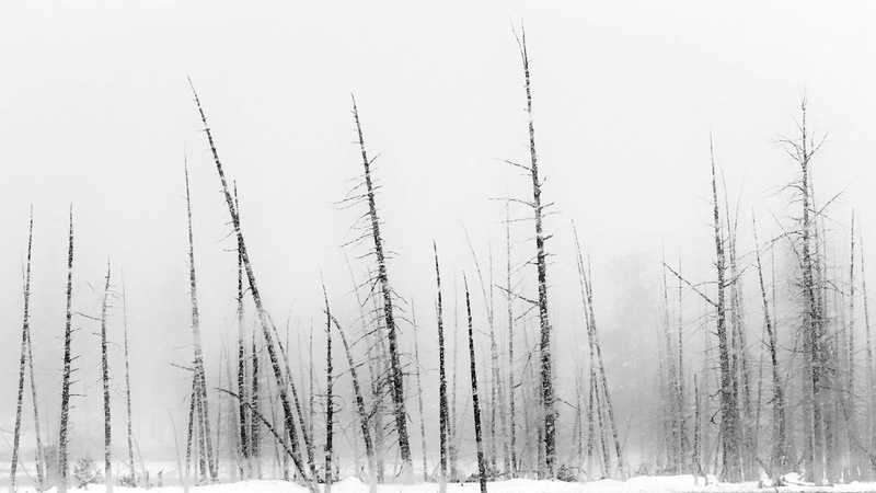 covered, coniferous tree, withered, woodland, outdoors, tranquil scene, snowing, no people, 2K, plant, day, winter, non-urban scene, tranquility, snow