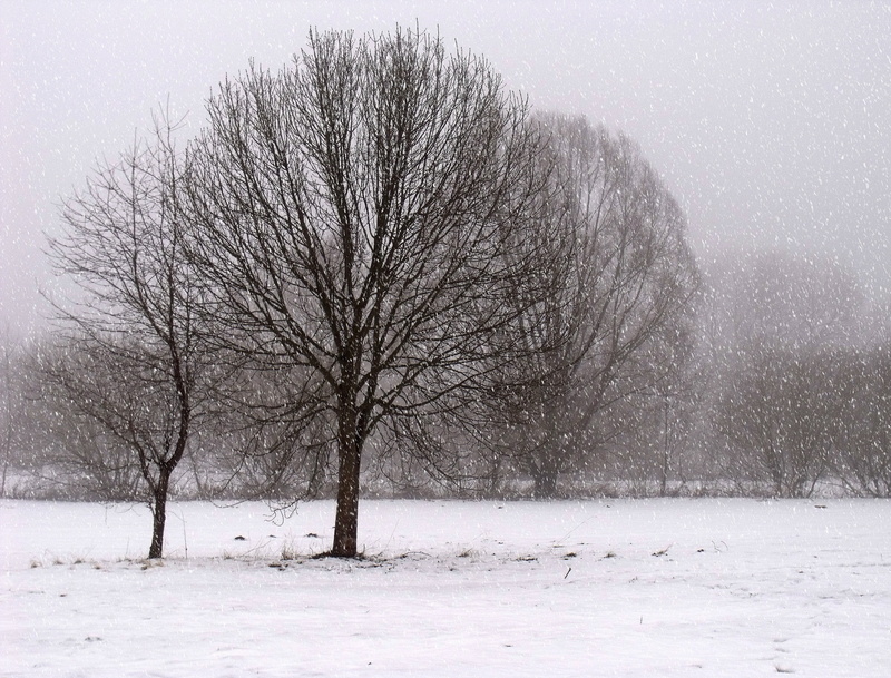 bare tree, scenics - nature, fog, environment, extreme weather, non-urban scene, tranquility, plant, snowstorm, tranquil scene, brown, blizzard, snowy