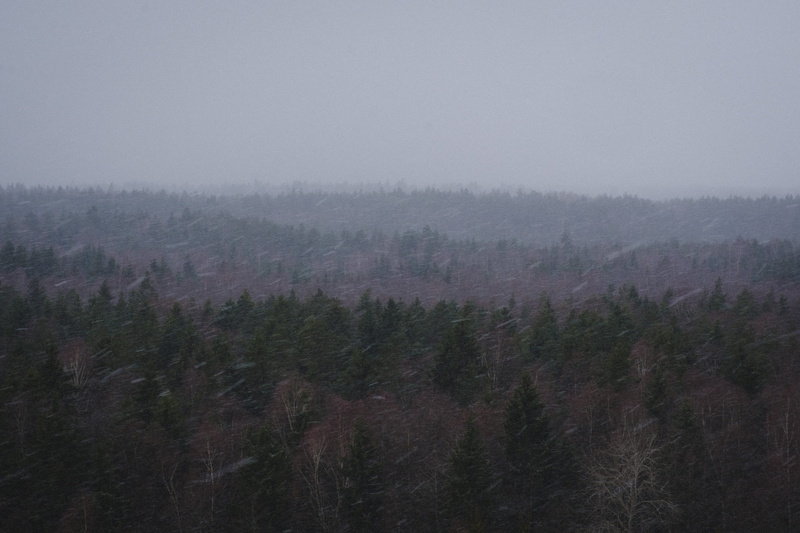 abies, pine, forest, weather, smog, tree, mist, non-urban scene, tranquil scene, fog, woodland, foggy, coniferous tree, sky, beauty in nature, smoke, scenics - nature