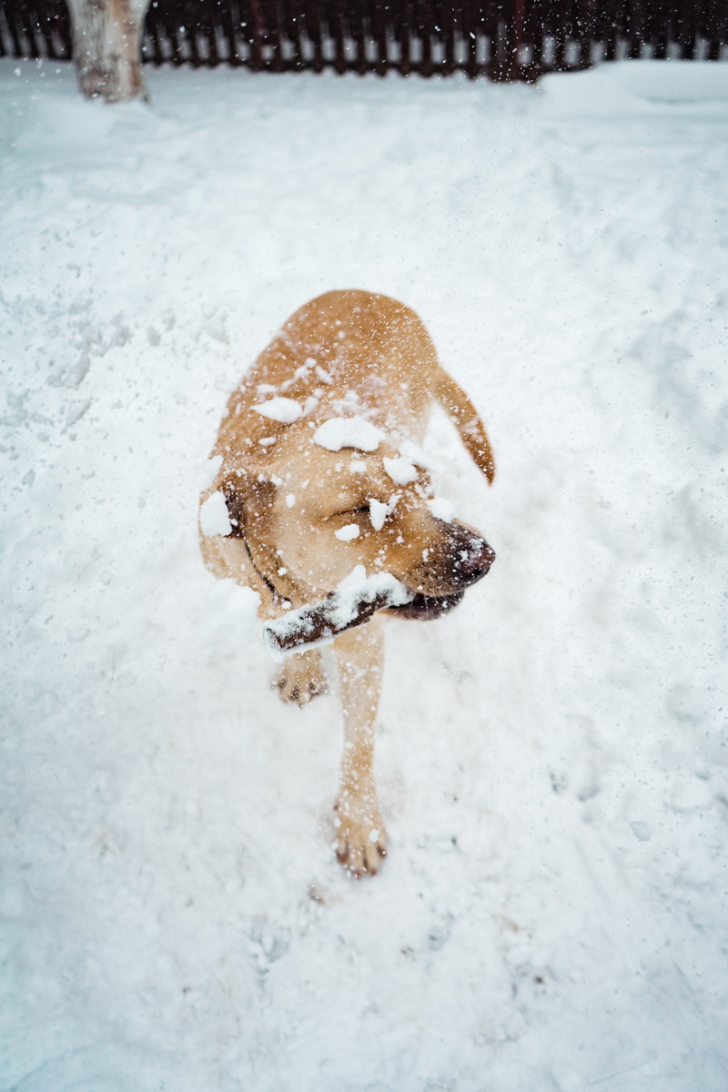 short, snowstorm, winter, dog, coated, snowflakes, ice, frosty weather, outdoors, snowing, land, covering, nature, food, tan, covered, frosty, close-up