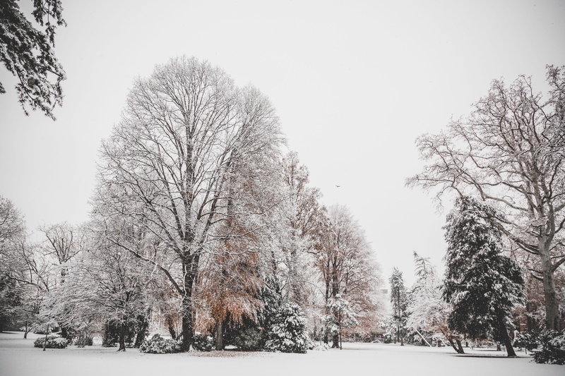 cold temperature, cold, winter, weather, covered, snowy, landscape, scenic, nature, ice, environment, 5K, snowing, frosty, bare tree, scenics - nature
