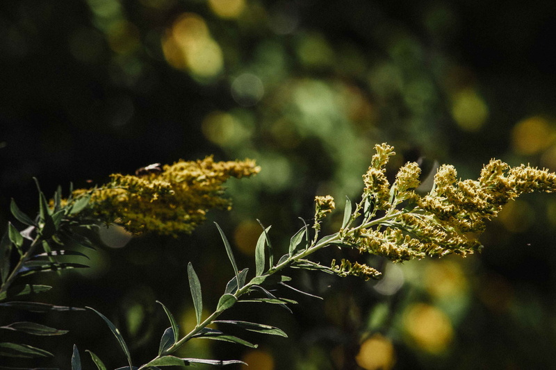 moody, close-up, moody cloud, moody photo, moody storm, selective focus, oh, land, branch, tree, food and drink, beauty in nature, day