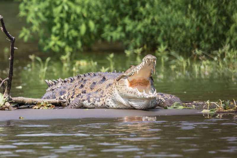 animal themes, animals in the wild, crocodile, animal wildlife, nature, day, predator, mouth open, scale, animal teeth, animal mouth, swamp, central america