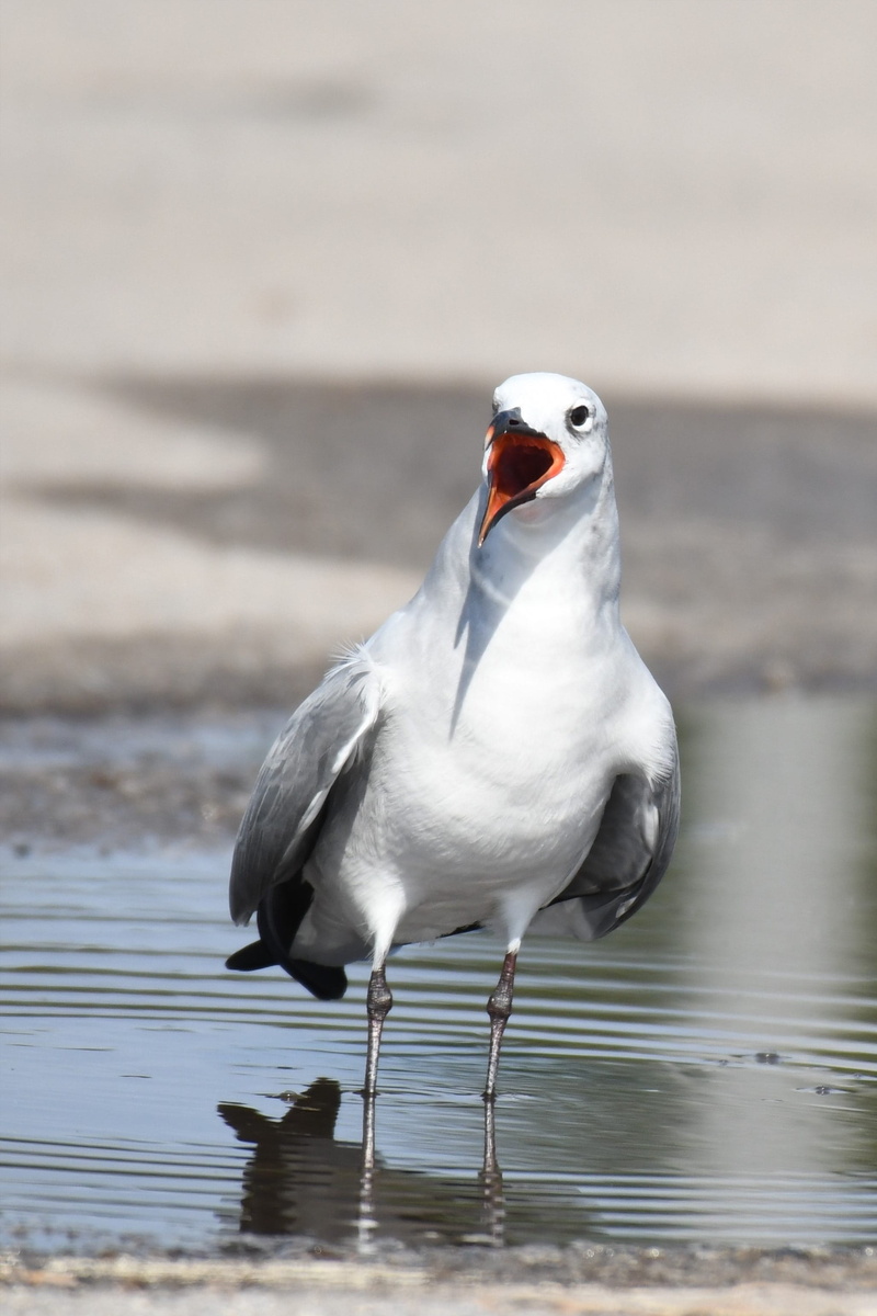 nature-photography, vertebrate, lake, one animal, beauty in nature, reflection, animals in the wild, animal themes, north america, wild, no people, perching