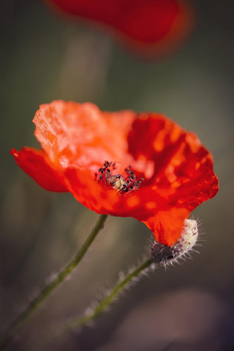 stamen, growth, fragility, nature, leaf, close up, wildlife, vulnerability, pollen, inflorescence, flowering plant, sepal, flower head, depth of field