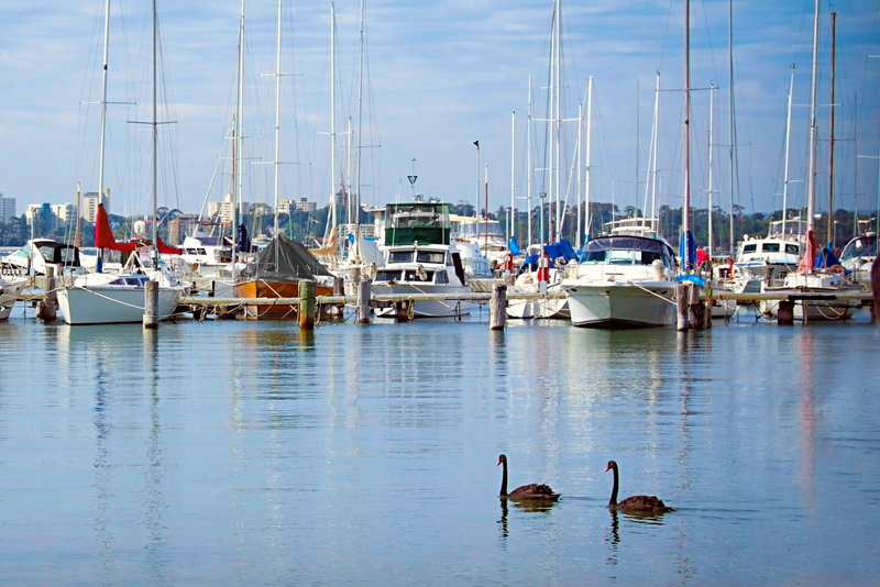 boats, urban, black swans, nature, water, bird, day, animal, mode of transportation, waterfront, perth, calm, no people, seagull, city scape, 1080P, nautical vessel