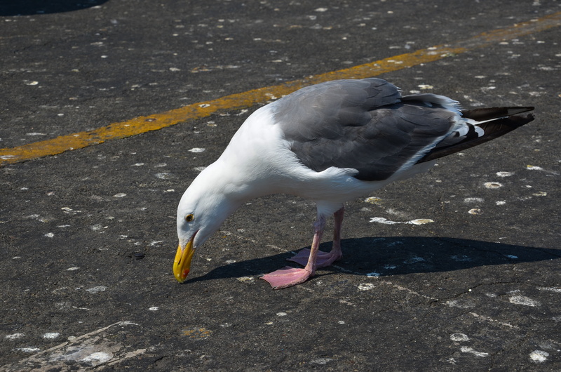 california, animal, animal themes, usa, perching, outdoors, vertebrate, full length, road, port, wildlife, nature, street, sunlight, san francisco, city