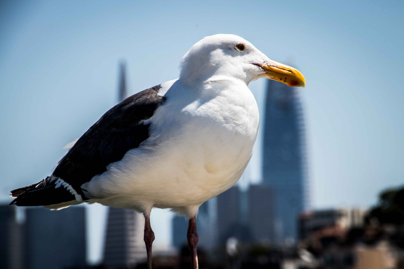 mood, view, animal, nature, profile view, bird, white color, day, boats, tourism, sharp, seagull, beak, focus on foreground, outlook, landscape, coast