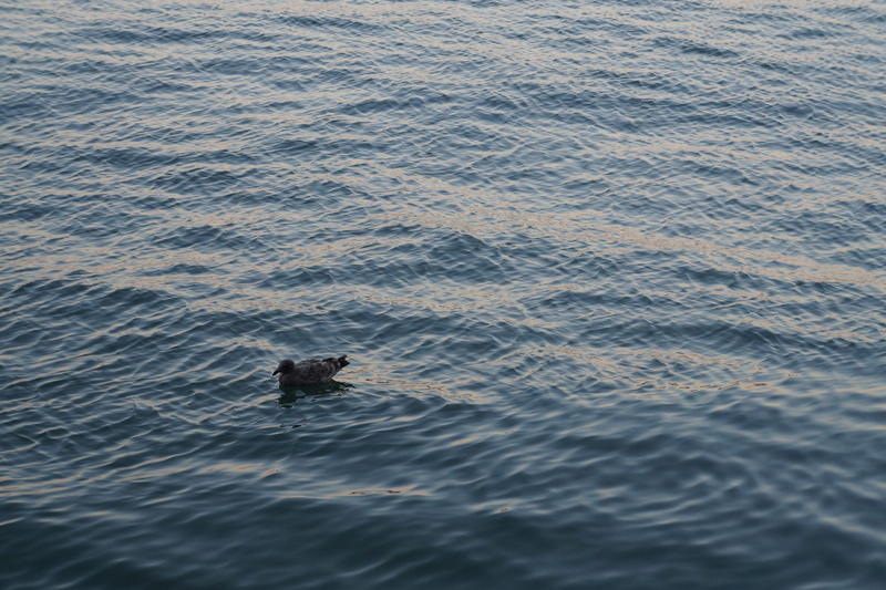 rippled, beauty in nature, animal wildlife, Sea, marine, one animal, port, day, water bird, seevogel, animals in the wild, Bird, birds, 5K, no people