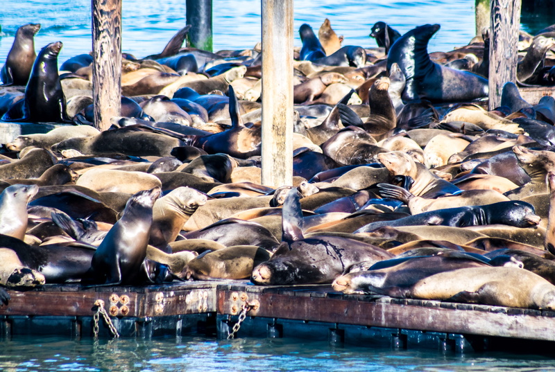 4K, fish, animals in the wild, waterfowl, marine, penguin, nature, dock, bird, no people, animal themes, large group of animals, sea, waterfront, group of animals