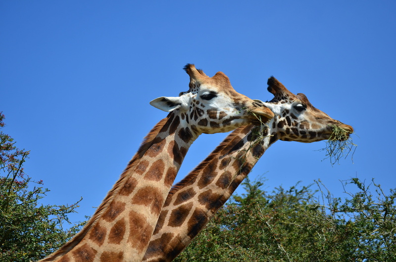 tallest, blue, 4K, tree, herbivorous, giraffe, animal neck, mammal, clear sky, outdoors, animal, animal wildlife, one animal, animal head, plant, animal themes