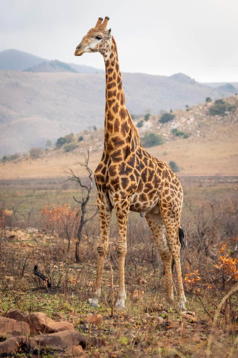 wild, giraffe, tourism, animal neck, herbivorous, grassland, park, reserve, wildlife, mammal, savanna, domestic animals, vertebrate, brown, barbaric, landscape