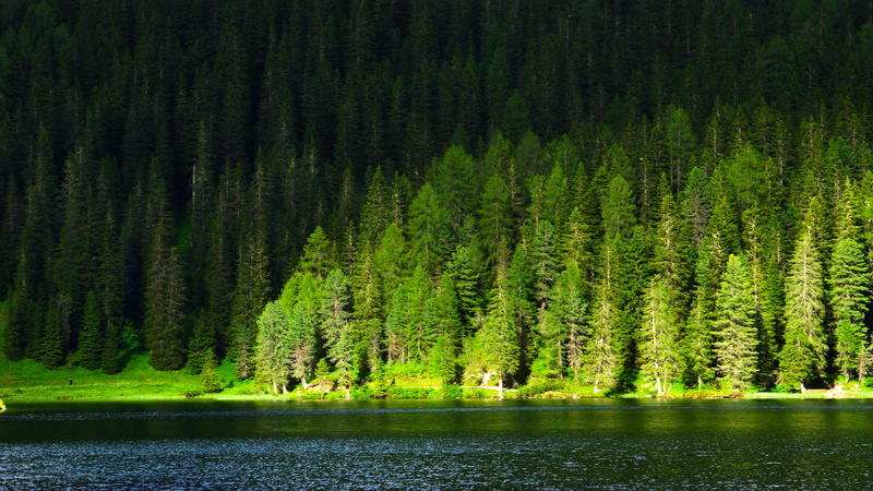coniferous tree, plant, outdoors, 5K, water, shadow, woodland, waterfront, green color, river, green, lago di landro, mountain, grass, italy, pine, nature