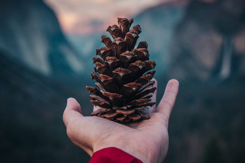 close-up, outdoors, coniferous tree, smoke, unrecognizable person, conifer, pine cone, fire, leisure activity, person, larch, anise, pinaceae, human, applique
