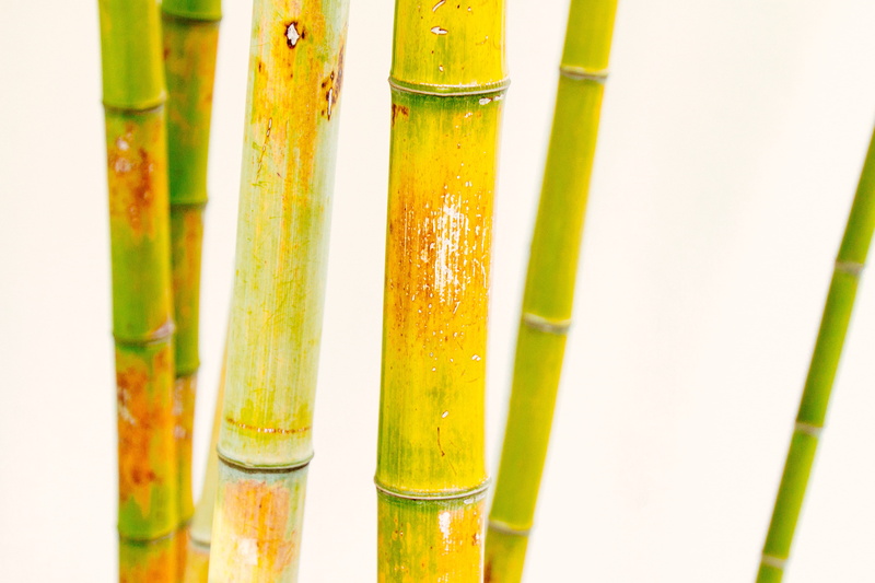 oldtown, group of objects, studio shot, focus on foreground, bamboo, green, food and drink, no people, lan su chinese garden, white background, 5K, walled