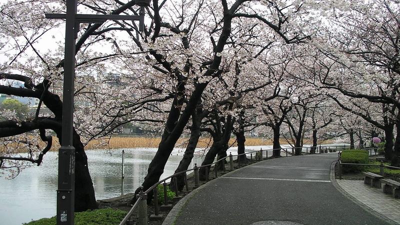 gray, direction, growth, springtime, cherry tree, new York City, city, tree trunk, cityscape, central Park, famous Place, canal, no people, europe, the way forward