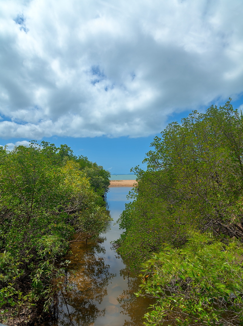no people, tropics, green color, reflection, mangroves, 4K, beauty in nature, water, nature, growth, plant, cloud - sky, outdoors, creek, tree, scenics - nature