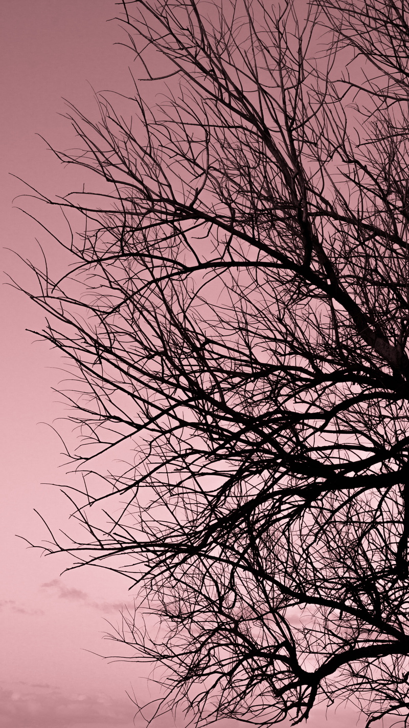 cloud - sky, growth, branch, 63 the esplanade, nature, no people, tranquility, tree, australia, no leaves, bare tree, plant, scenics - nature, idyllic