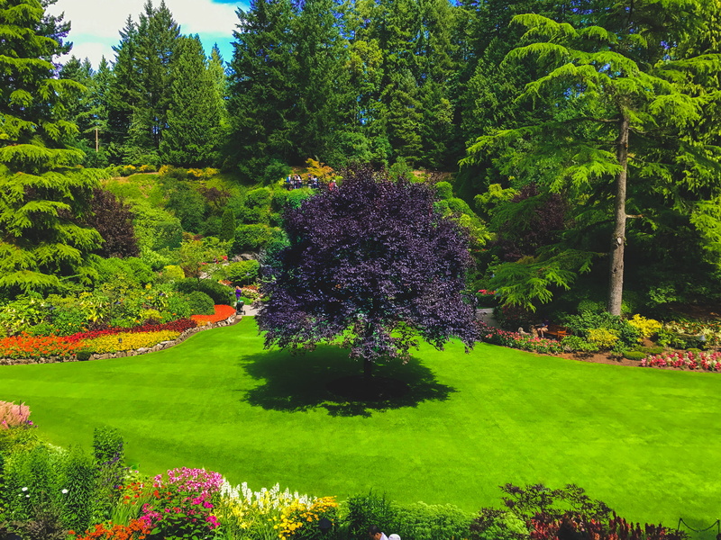 clean, foliage, tranquil scene, leader, focus, purple, idyllic, lush foliage, attention, one tree, nature, tranquility, 4K, flowering plant, tree, green