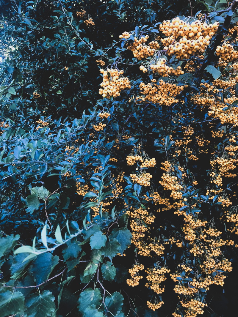 freshness, full frame, outdoors, beauty in nature, 4K, plant, no people, close-up, sunlight, contrast, seattle, backgrounds, colorful, nature, tranquility