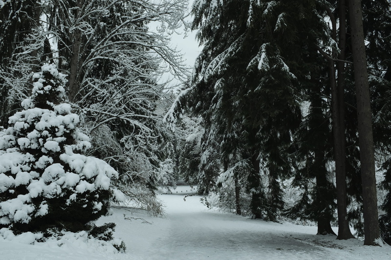 nature, tree trunk, arboretum, conifer, botanic gardens, outdoors, washington, park arboretum, uw, covered, growth, plant, trunk, cold temperature, trees