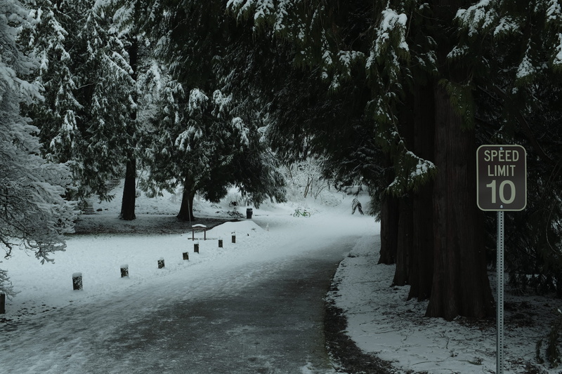 no people, seattle snow, tranquility, 5K, day, winter, tree trunk, plant, signage, scenics - nature, seattle, fir, trees, speed, covered, road, beauty in nature