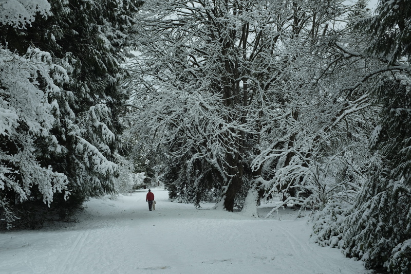 direction, outdoors, seattle, 2300 arboretum dr e, covering, forest, fir, winter, nature, near, abies, warm clothing, trees, washington, the way forward