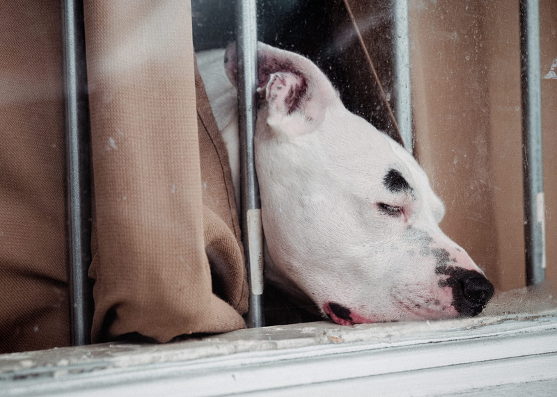 day, animal themes, white, cattle, one animal, relaxation, brown, window, united states, dog, vertebrate, animal body part, white color, sleeping, animal head