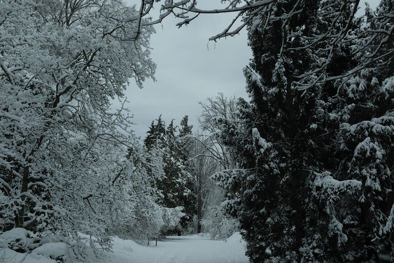 seattle snow, tree, garden, covering, fir, tranquil scene, pine, snow, seattle, cold temperature, wa, abies, outdoors, plant, frozen, uw, ice, day, forest