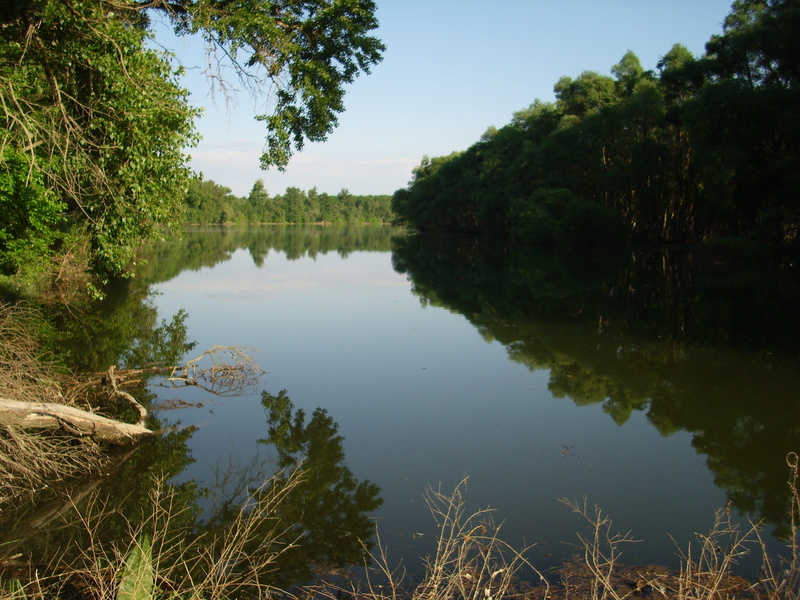 tranquil Scene, non-urban scene, forest, plant, bodies Of Water, Danube, reflection, donau, no People, standing water, river, Backwater, waterfront, landscape