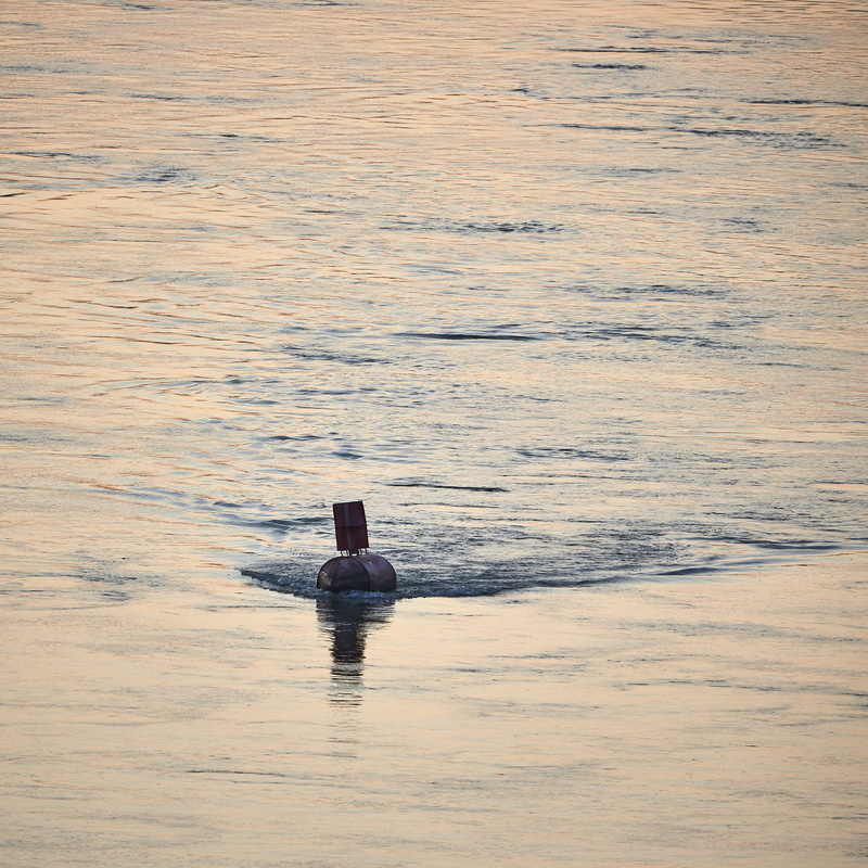 swimming, animal, river, outdoors, dunaj, morning, sea, nature, motion, tranquility, animal themes, no people, sunset, day, danube river, tranquil scene