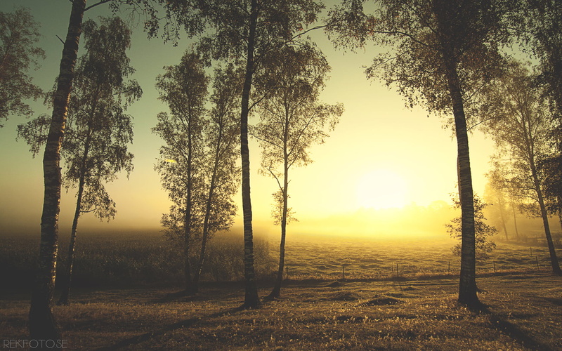 tranquility, backgrounds, photography, non-Urban Scene, back Lit, hour, sunrise - Dawn, branch, dawn, land, rural Scene, fog, no People, golden, sunlight