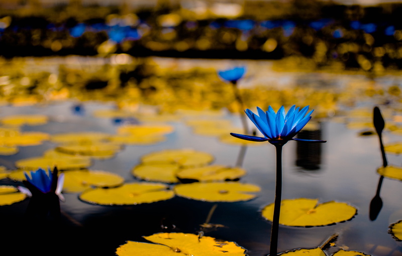 pond, purple, singapore, fragility, growth, green, yellow, float, lilly, lotus water lily, close-up, 5K, plant, flower head, beauty in nature, petal, floating