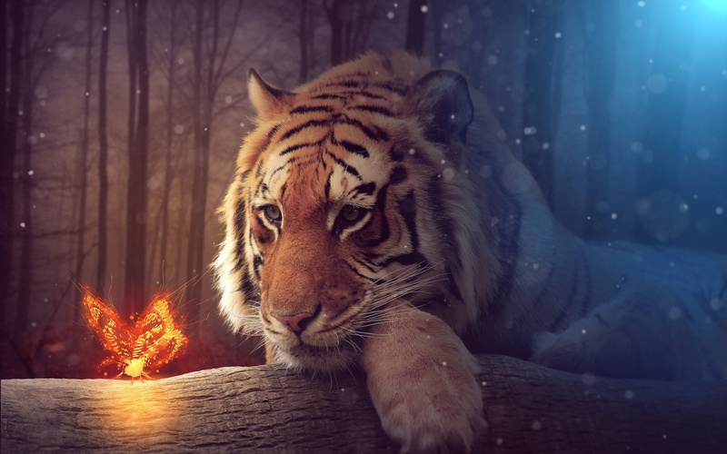 mammal, nature, butterfly, animals in the wild, high, artwork, one animal, cold temperature, jungle, wood - material, fire, k, cat, winter, no people, animal head