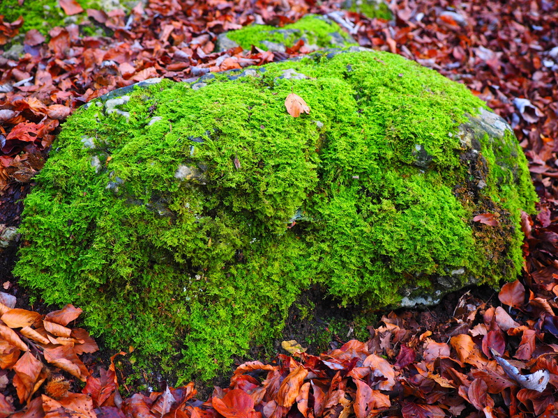 of course, 4K, overgrown, beauty in nature, vulgar strong nerve moss, lichen, high angle view, nature, covering, fern-like strong nerve moss, outdoors