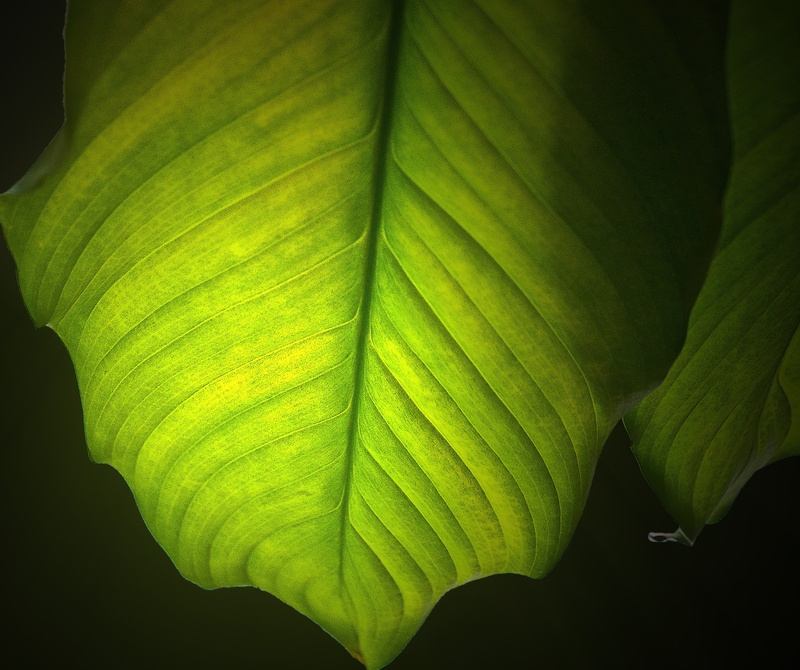 plasticity, vulnerability, freshness, plant part, leaf, leaf vein, close-up, closeup, outdoors, leaf texture, leaves, the details of the, pattern, the backlight