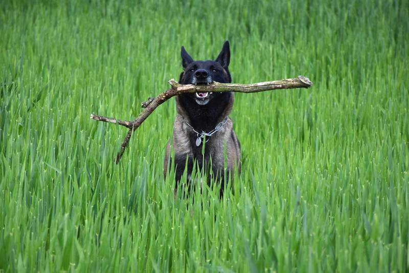 dog, malinois, plant, canine, land, forest, black, animal, dog on meadow, mammal, snout, bring, grass, day, pet, animal themes, summer, green color, run