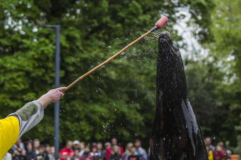 animal, wildlife, tree, posing, circus, plant, hose, human arm, splashing, trainer, seal, incidental people, jump, antarctica, pet, garden hose, show, ocean