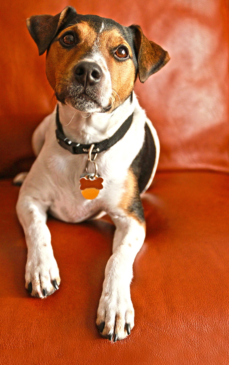 canine, pets, mammal, dog, doggie, no people, beagle, domestic animals, animal themes, jack russel, one animal, adult, mutt, furniture, quadruped, portrait