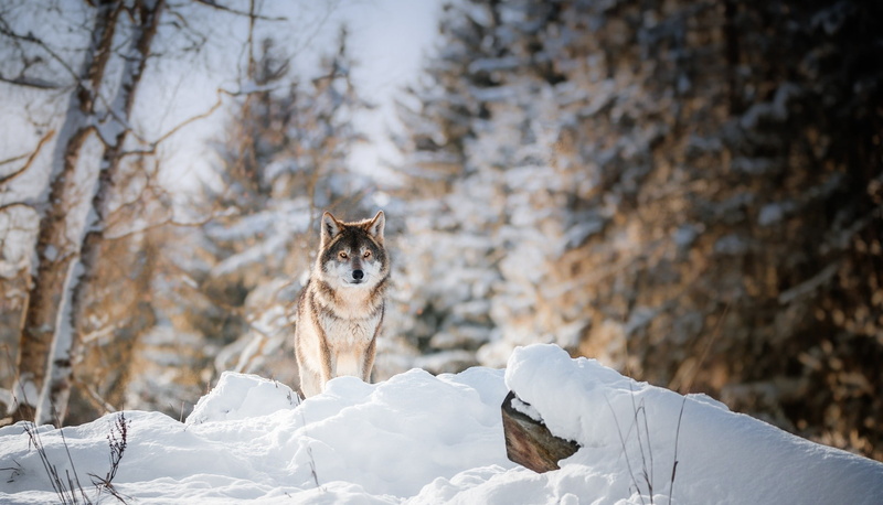 forest, animals, animal wildlife, snow, canine, no people, vertebrate, nature, tree, cold temperature, one animal, pets, 1080P, wolf, domestic animals